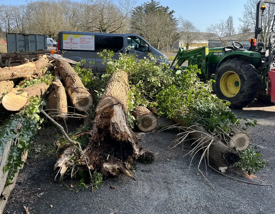 Troncs et branches après un chantier d’abattage